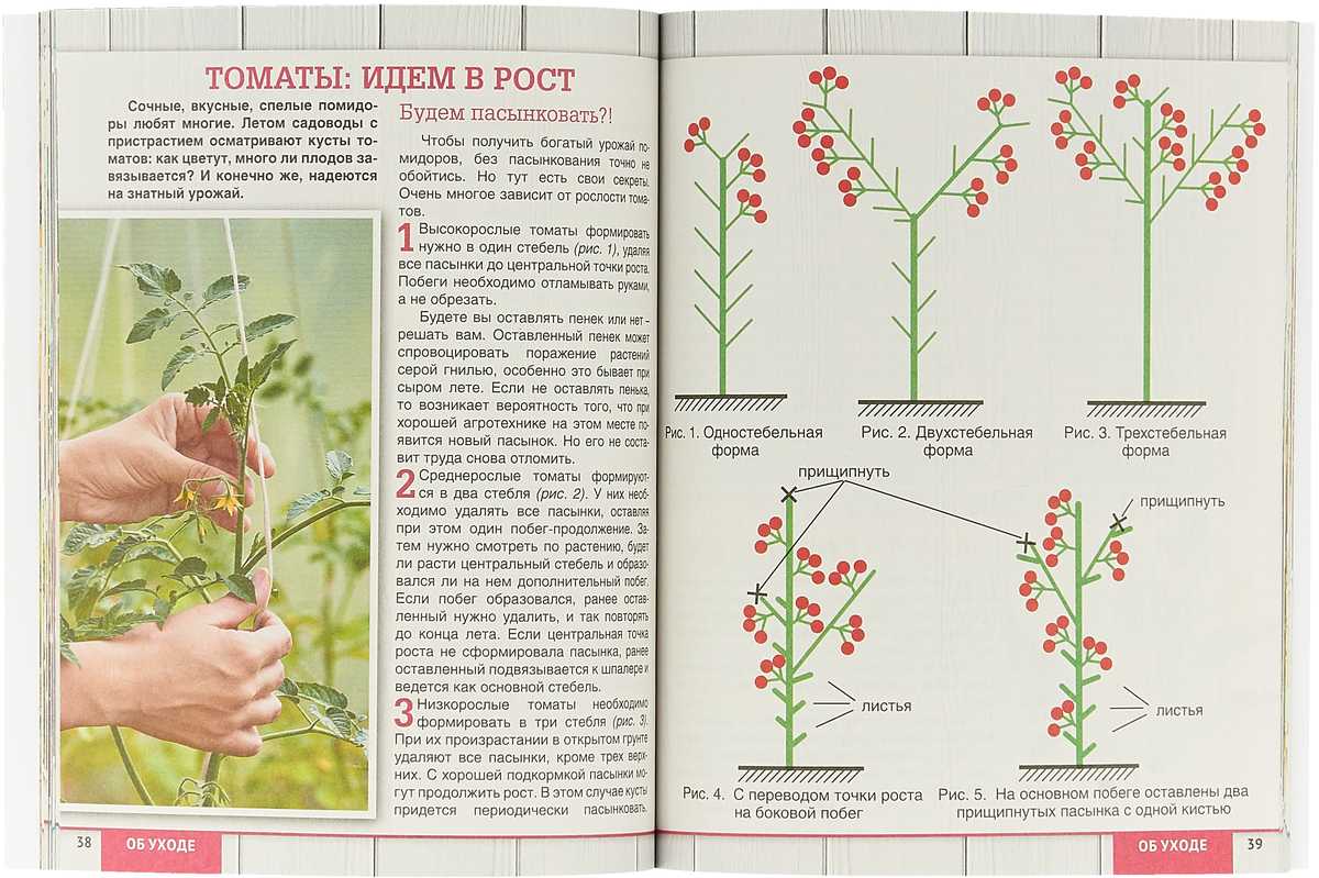 Помидоры: посадка и уход, как вырастить из семян в открытом грунте, фото