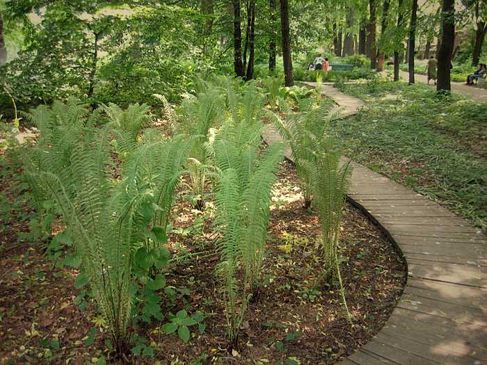 Как посадить и вырастить папоротник из леса на даче: советы