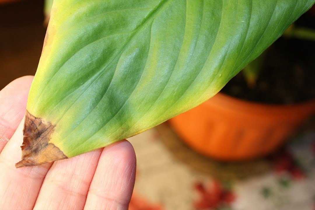 У герани желтеют листья: что делать, если края листьев сохнут, чем полить герань, если листья обесцветились и закручиваются, по каким причинам это происходит