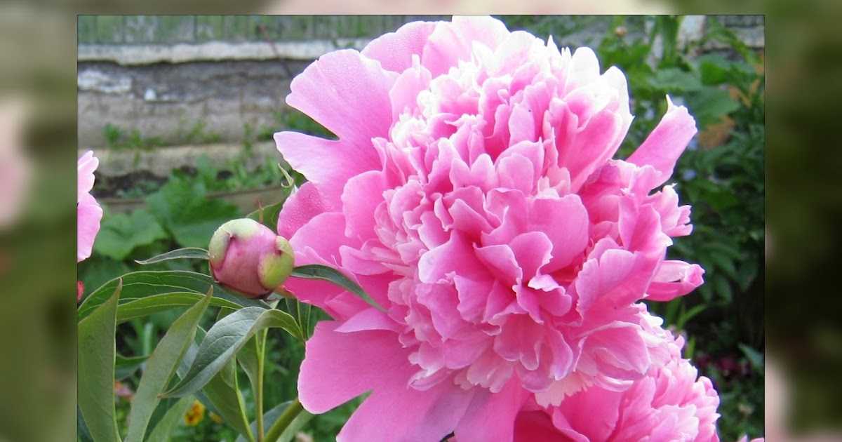 Почему не цветут пионы: причины и что делать, как вернуть цветение