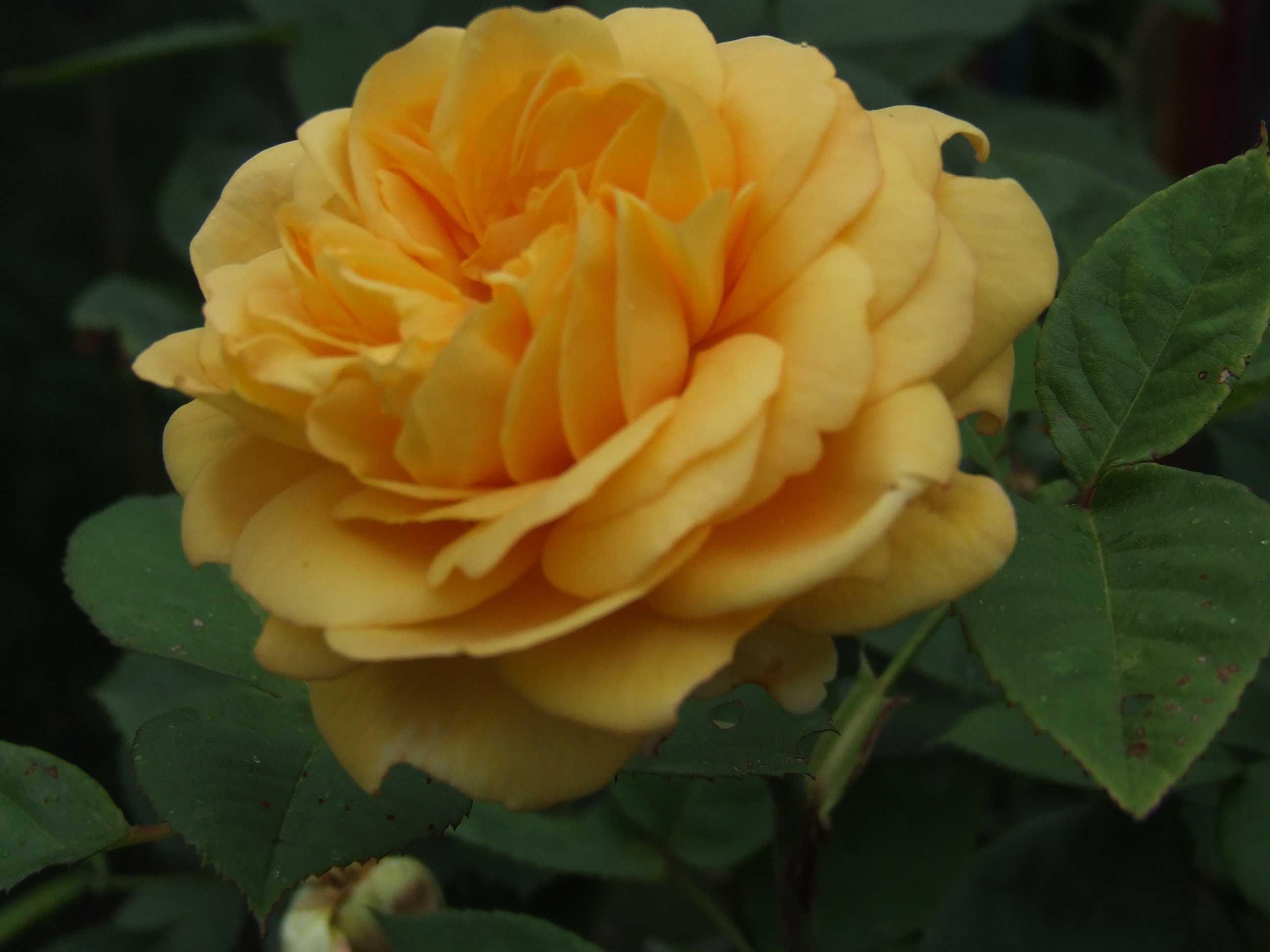 Английская роза грэхам томас: фото, описание, условия содержания