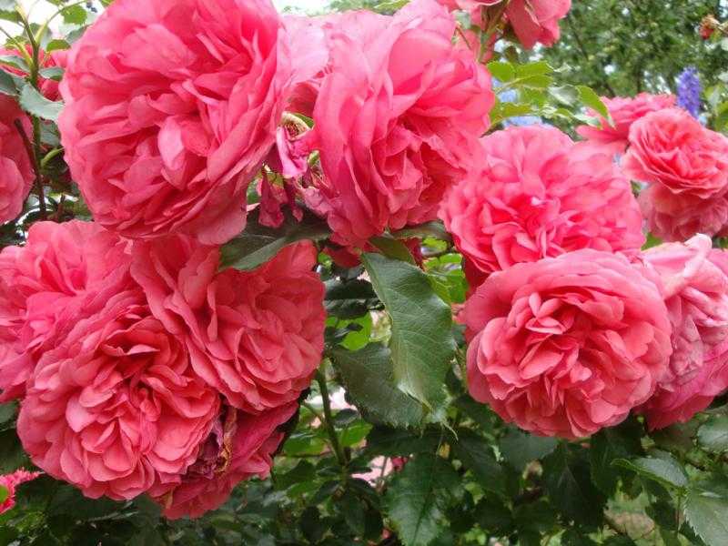 Роза розариум ютерсен: описание и характеристики, особенности выращивания плетистого сорта + отзывы садоводов, фото