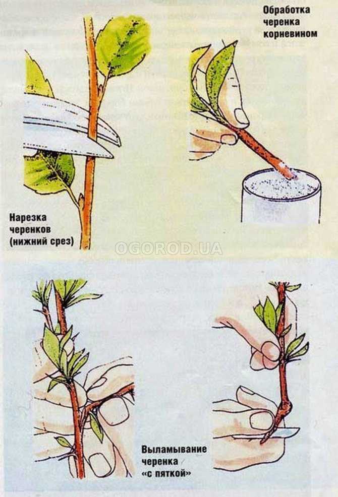 Размножение декабриста черенками, листом, семенами, прививкой