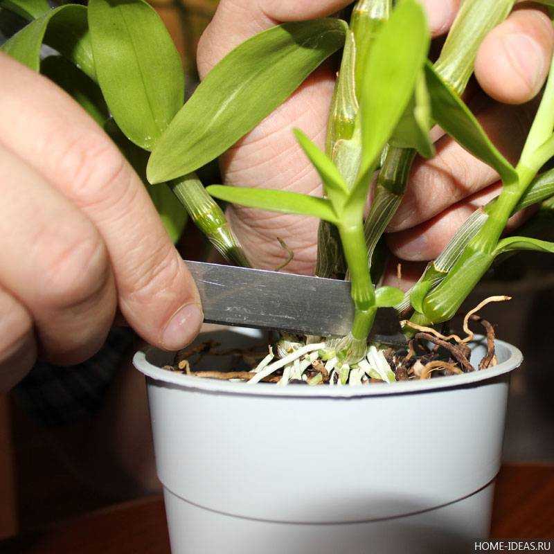 Размножение орхидей в домашних условиях с фото пошагово и видео: уход, полив, пересадка, вегетативное разведение детками и делением куста фаленопсиса, а также другие способы выращивания цветов дома