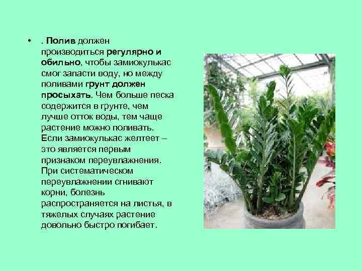 Замиокулькас: уход и выращивание в домашних условиях, виды, болезни | клуб цветоводов
