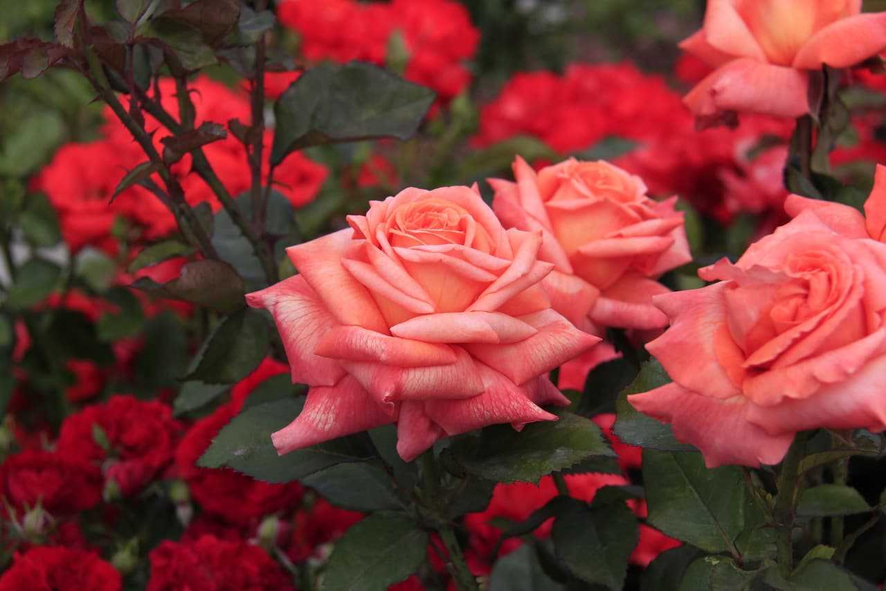 Полиантовые розы: посадка и уход, фото, выращивание из семян, размножение