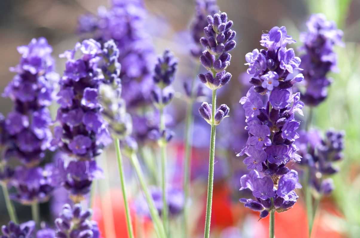 Ароматный цветок лаванда —  полезные свойства и способы применения