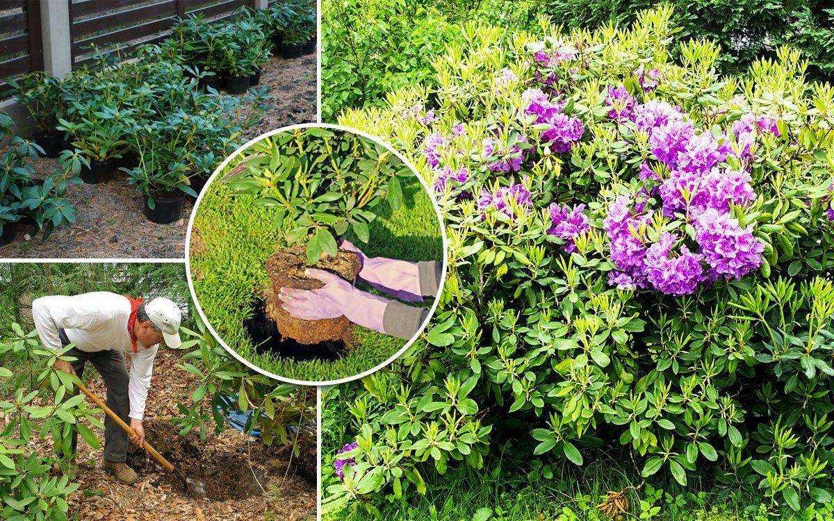 Азалия садовая: посадка и уход в открытом грунте, сорта и методы размножения