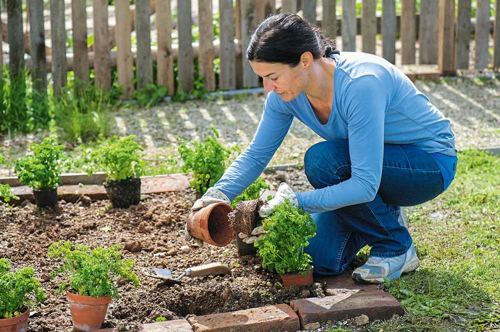 Основные характеристики и особенности выращивания садовой хризантемы