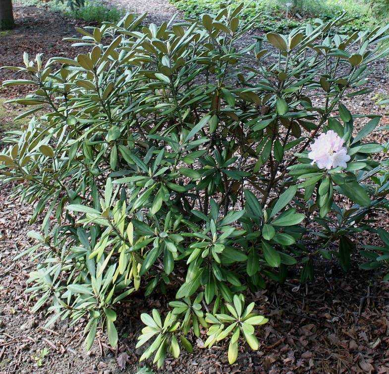 Вечнозеленый рододендрон якушиманский