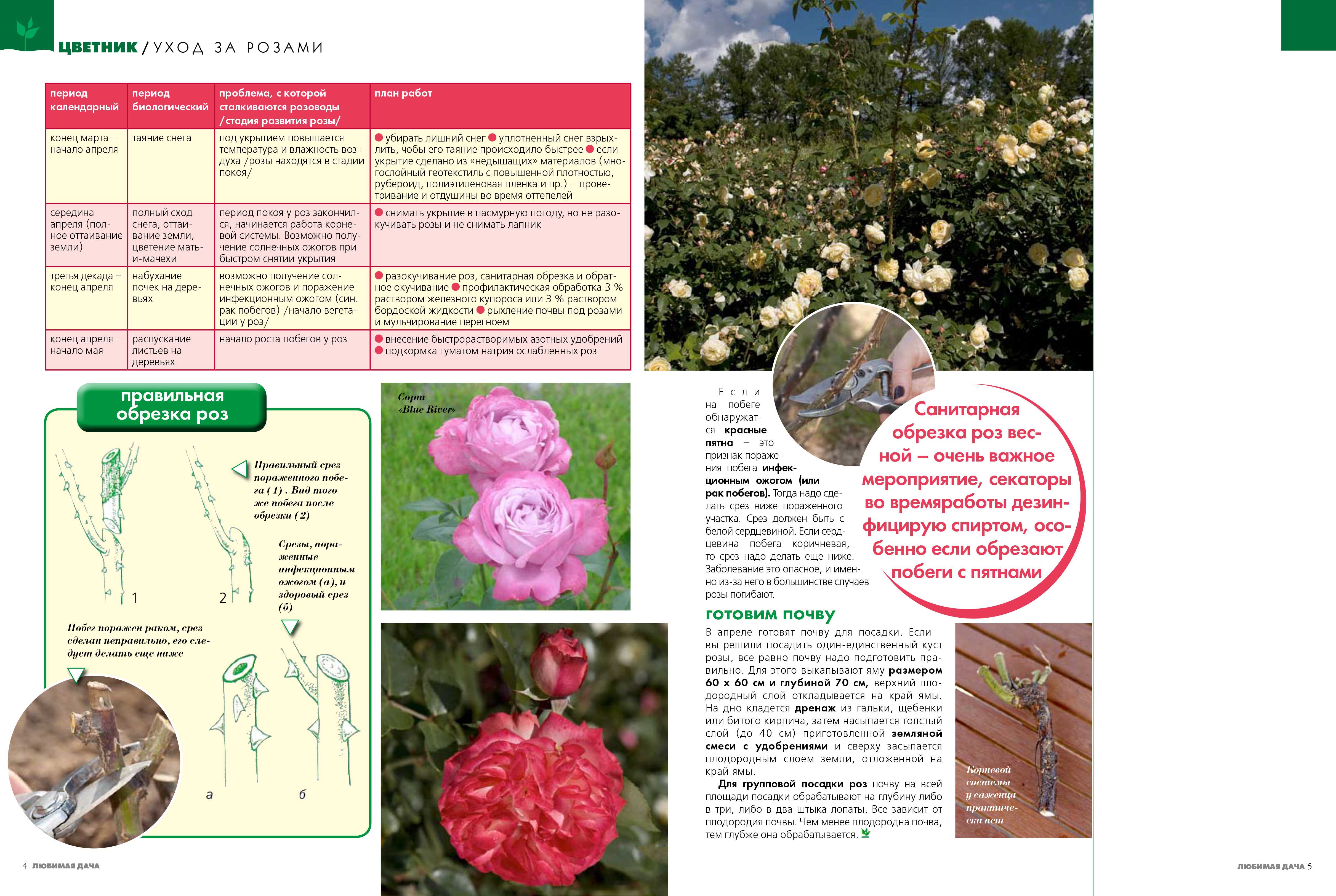 Сорта и виды плетистых роз ?: характеристики, названия, фото | qlumba.com