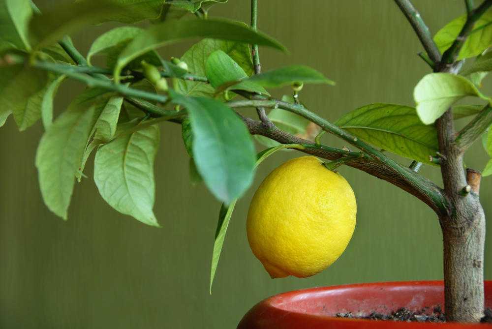 Как вырастить лимон дома