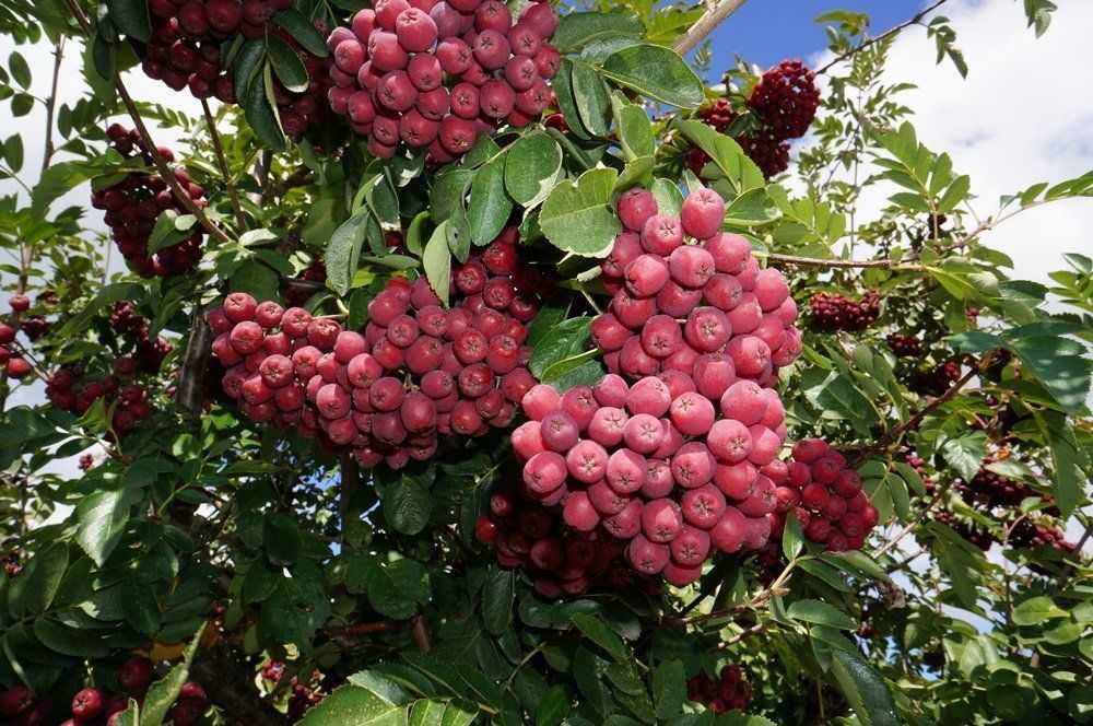Плодовые деревья и кустарники — плодово-ягодные сорта, растущие в тени Ягоды, растущие на деревьях, и съедобные кустарники для сада Колоновидные фруктовые деревья — особенности и недостатки