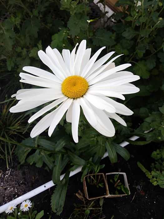 Ромашка –  цветок для гадания и не только: описание многолетнего растения, посадка в открытом грунте, уход и размножение (65+ фото & видео) +отзывы