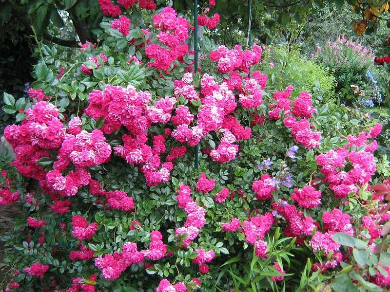 10 самых красивых и зимостойких сортов плетистых, вьющихся роз с гибкими и длинными побегами