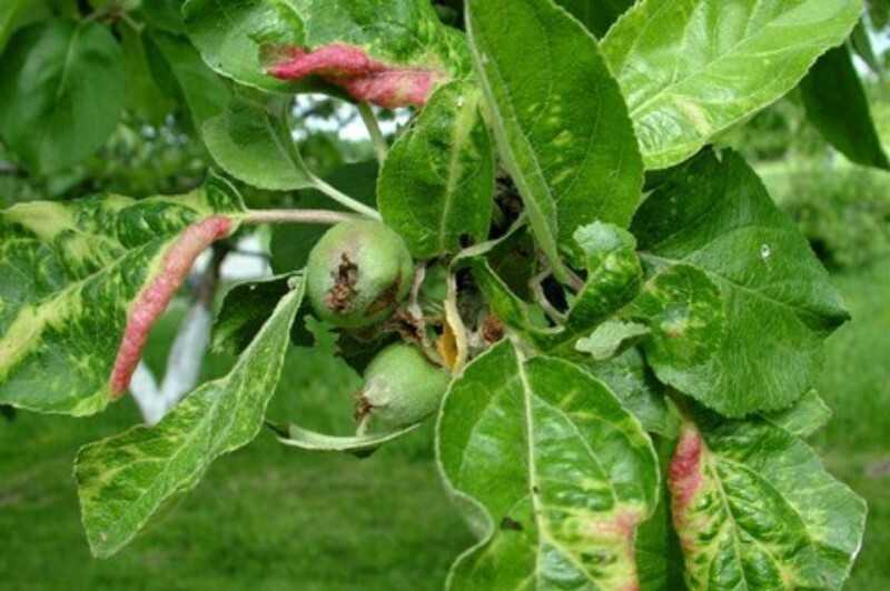 Почему на яблоне скручиваются листья и сохнут - дневник садовода semena-zdes.ru