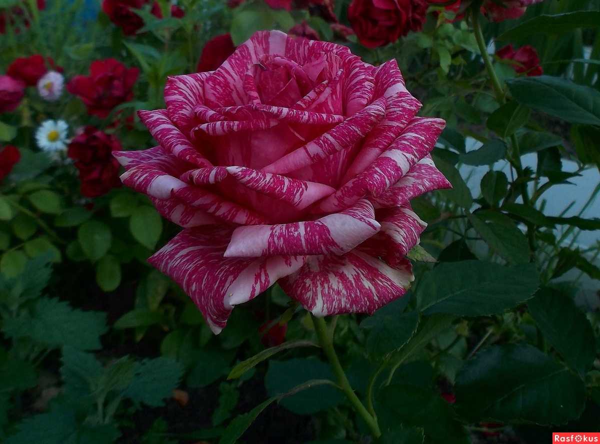 Чайно-гибридный сорт розы ред интуишн: как выращивать цветок, нюансы уход