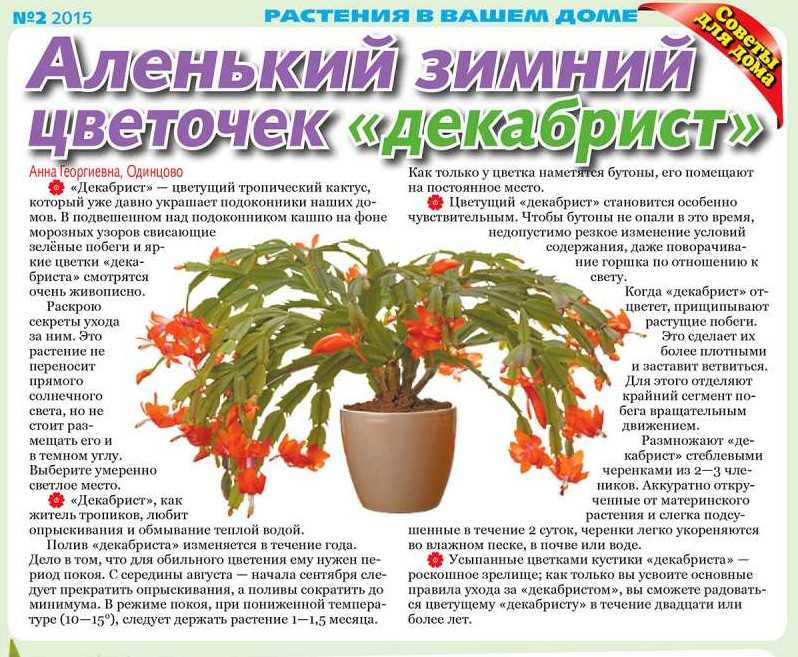 Иксора (пламя лесов): инструкция, как выращивать безупречный цветок в домашних условиях. уход, полив, пересадка + 135 фото цветка