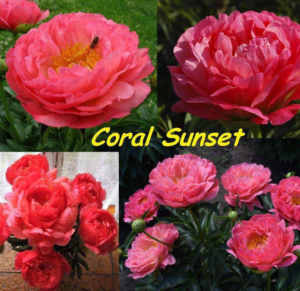 Молочноцветковый пион «сoral sunset»: описание сорта, его характеристики, преимущества и недостатки, отзывы