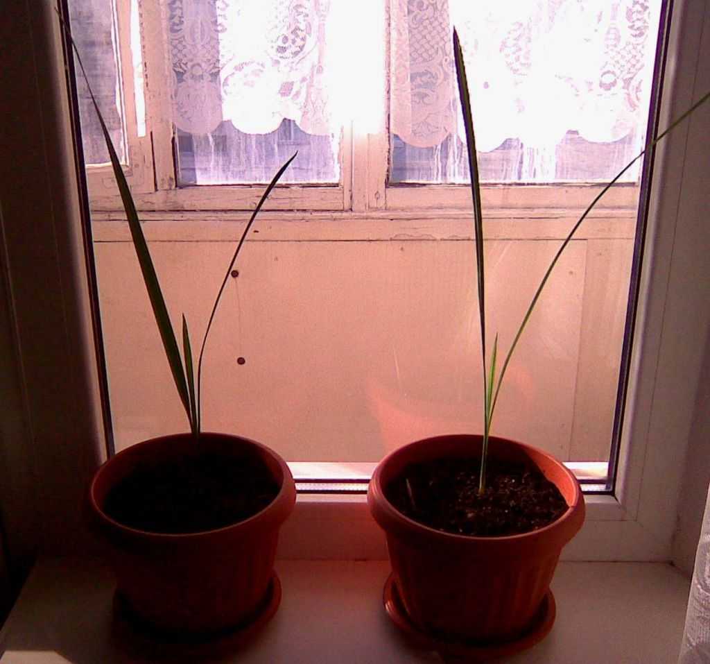 Финиковая пальма: выращивание из косточки, уход в домашних условиях