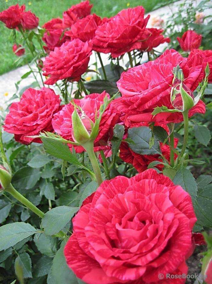 Чайно-гибридная роза pink intuition (пинк интуишн): фото, отзывы - советы дачнику