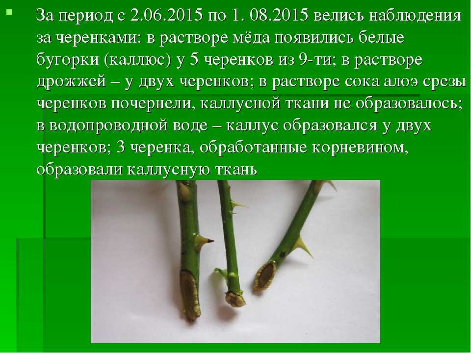 Как вырастить розу из букета в домашних условиях: пошаговая инструкция - sadovnikam.ru