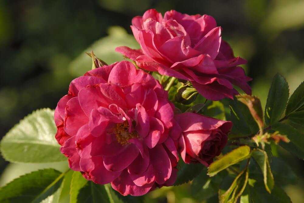 Канадские парковые розы: сорта с фото и описаниями, отзывы о сортах