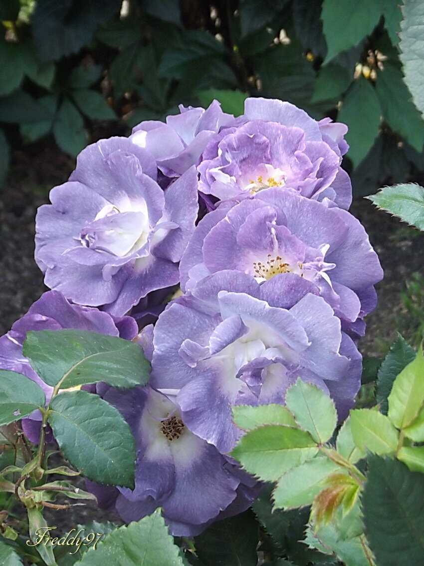 Роза голубой нил — описание, выращивание, правила посадки