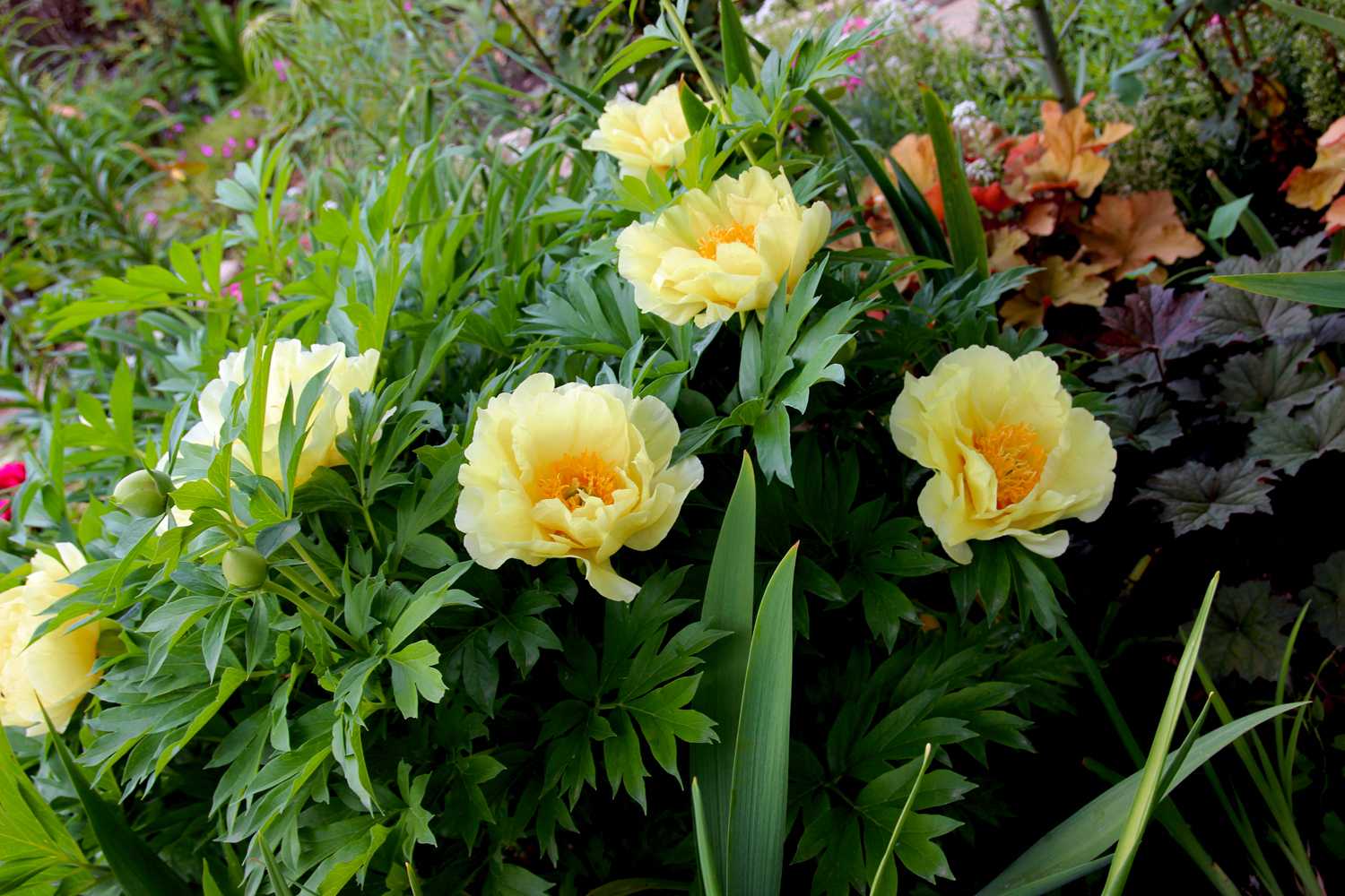 Пионы бартзелла ито гибрид (itoh bartzella): фото цветка с описанием, посадка желтого сорта и требования к уходу в домашних условиях