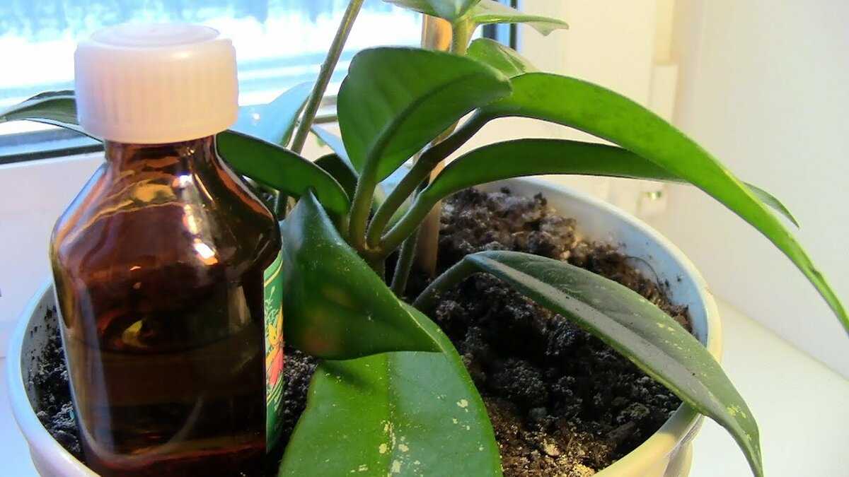Чесночная вода для орхидей: разъясняем суть