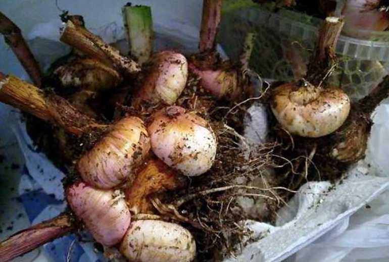Как хранить гладиолусы зимой в домашних условиях: когда выкапывать, как сохранить луковицы в квартире