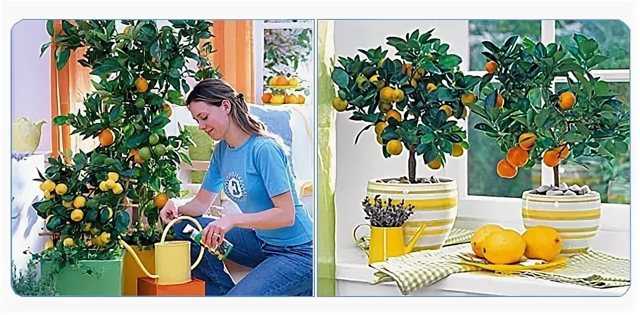 Как вырастить лимон из косточки в домашних условиях в горшке: фото, видео