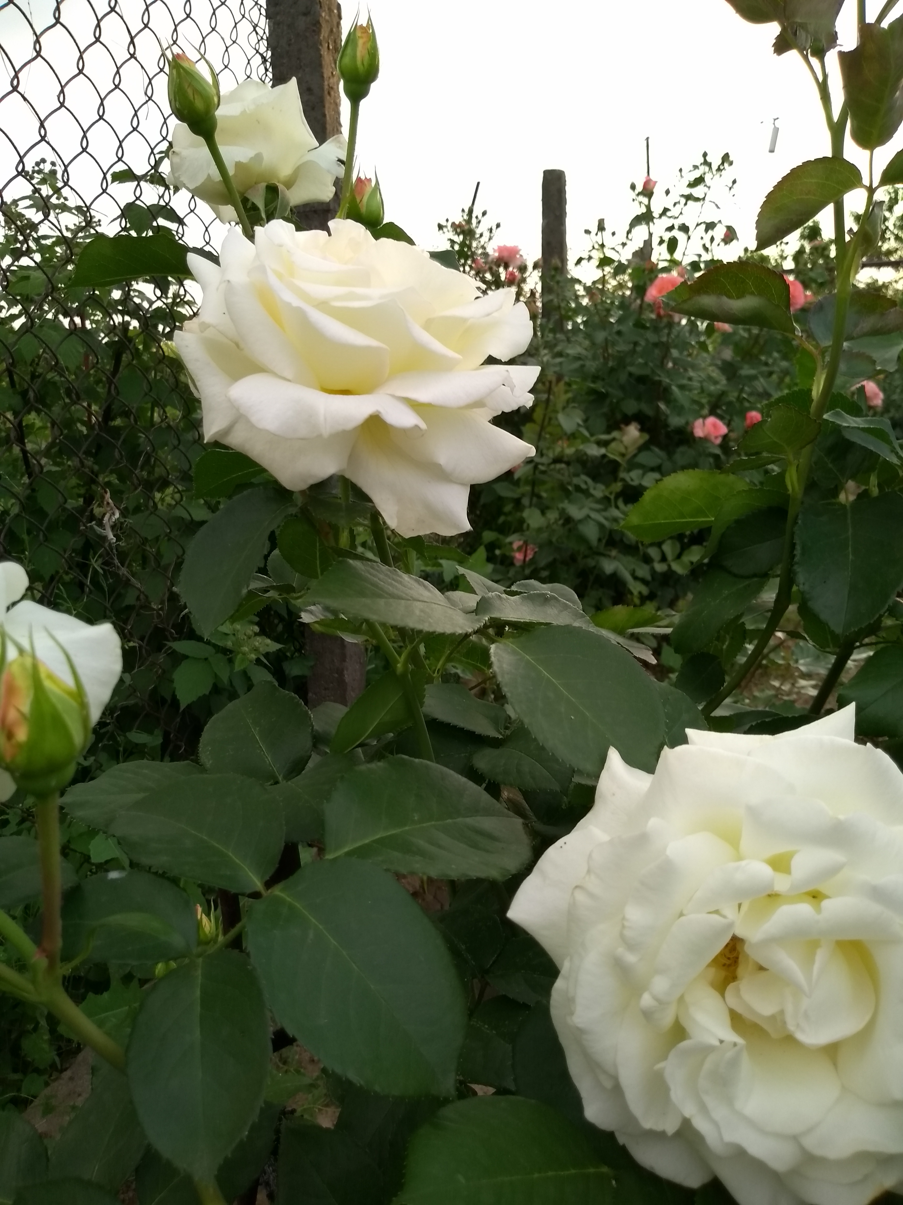 Обрезка плетистой розы после цветения летом: как правильно обрезать вьющиеся розы и что делать дальше