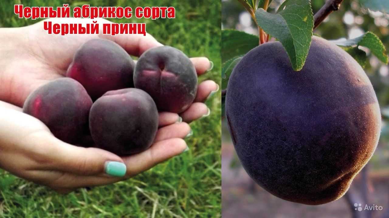 Характеристика и правила выращивания абрикоса чёрный принц