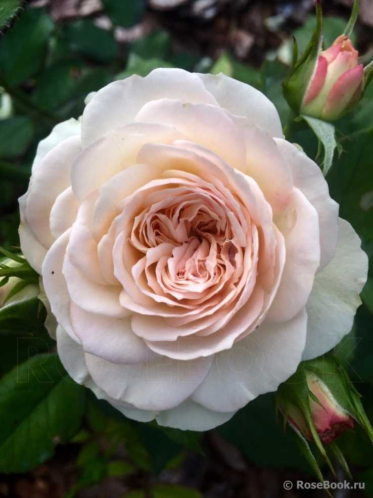 Розы плетистые | питомник растений