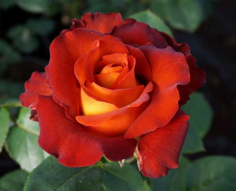 Роза Кофе Брейк Coffee Break — описание кустового сорта, как выглядит, преимущества и недостатки культуры Как посадить чайно-гибридную розу, особенности выращивания и цветения терракотового цветка