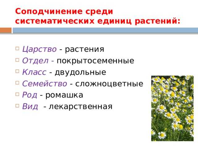 Пиретрум: посадка и уход в открытом грунте, фото, выращивание из семян, защита от вредителей