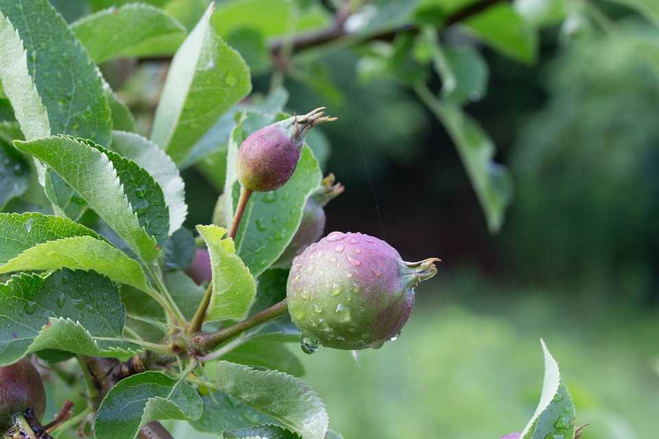 Почему яблоня сбрасывает яблоки, что делать и чем подкормить яблоню во время плодоношения + видео