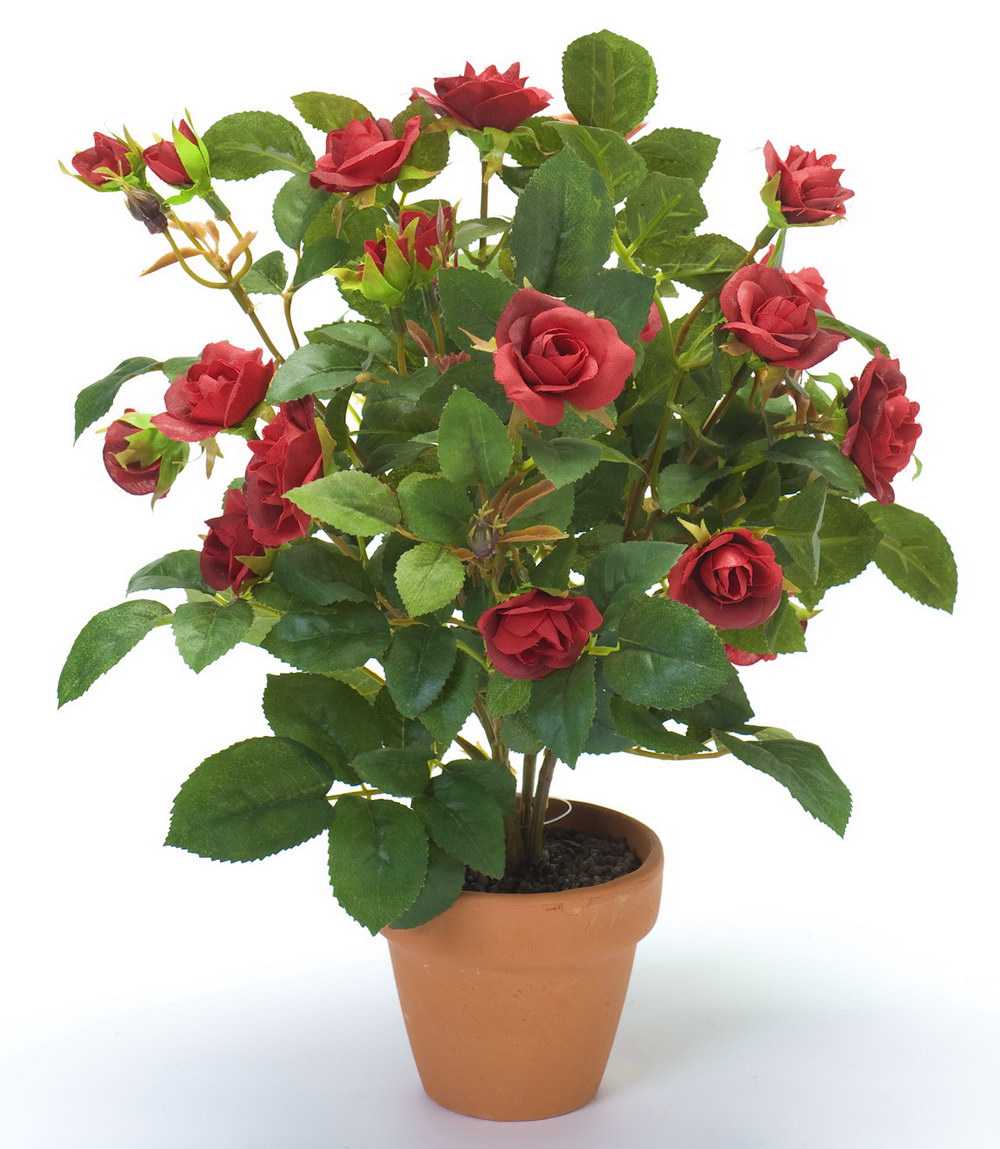Уход за комнатной розой в горшке: как выбрать комнатную розу, ее адаптация, полив, подготовка к зиме