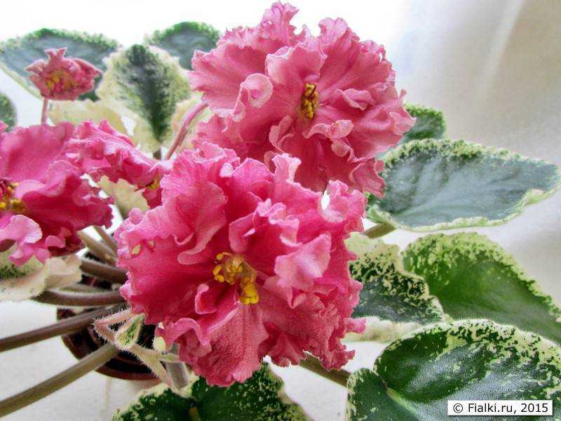 Садовый мак и виды цветка, как цветет и размножается растение