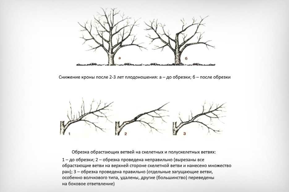 Показания к обрезке деревьев в зимний период