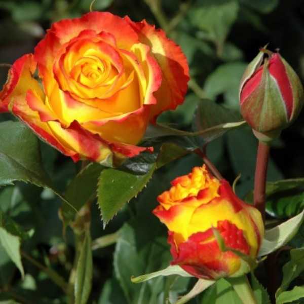 Чайно-гибридные розы сорта с названиями и описанием