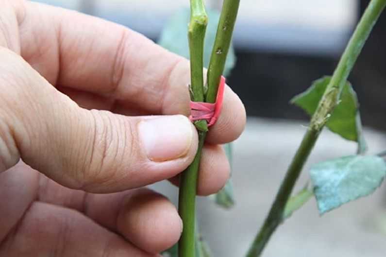 Как привить розу на шиповник правильно. пошаговая инструкция с фото, видео