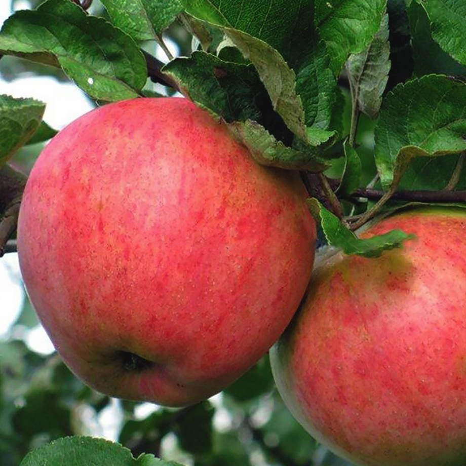 Яблоня пепин шафранный- описание и характеристика сорта, фото