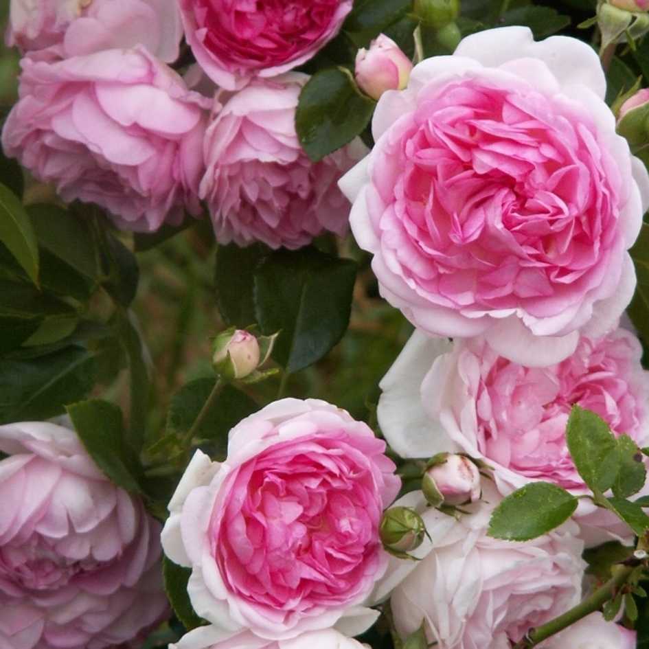 Плетистая роза «жасмина»: описание сорта, фото и отзывы