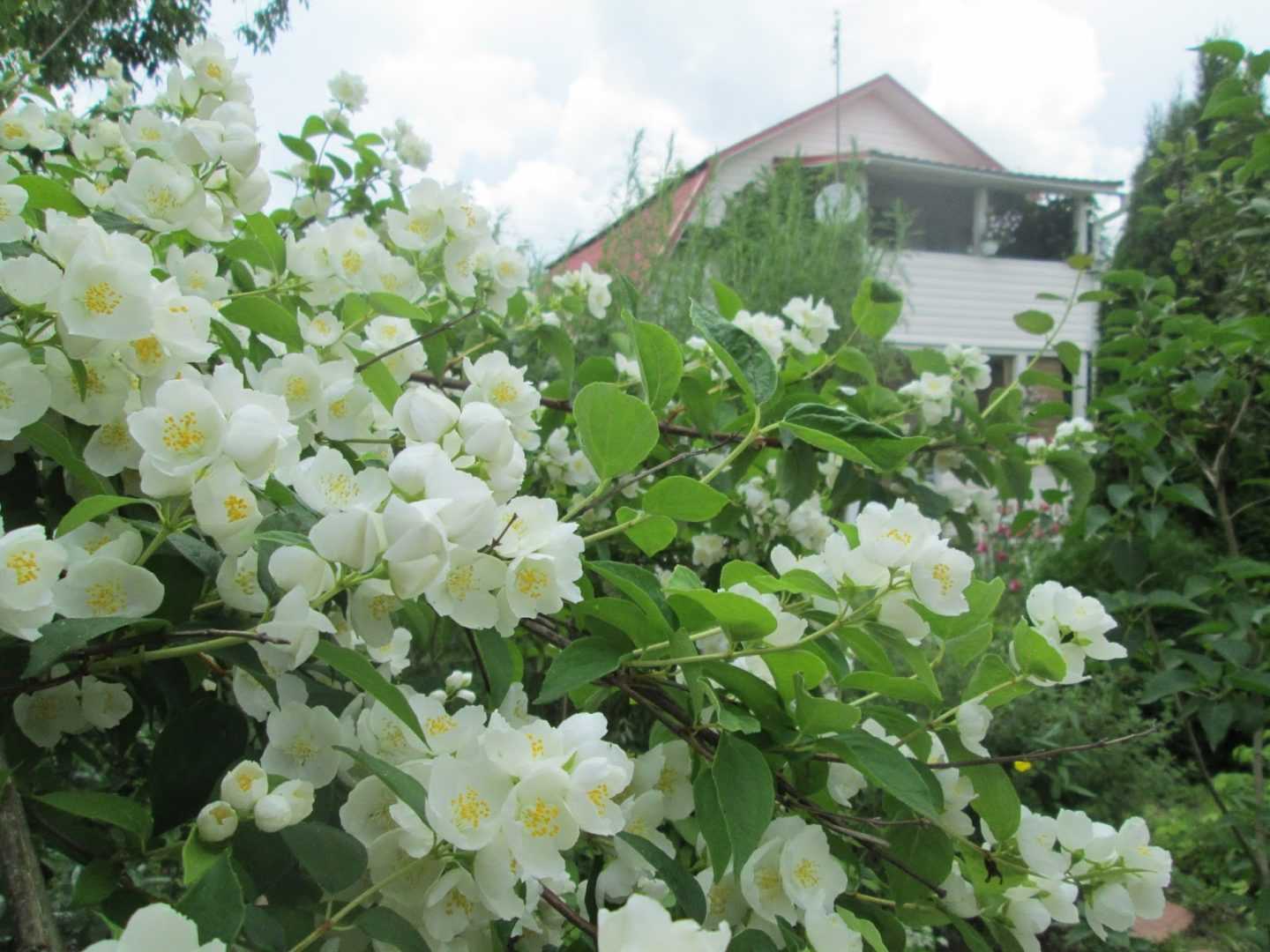 Цветы жасмин: описание, виды, посадка и советы по уходу - sadovnikam.ru