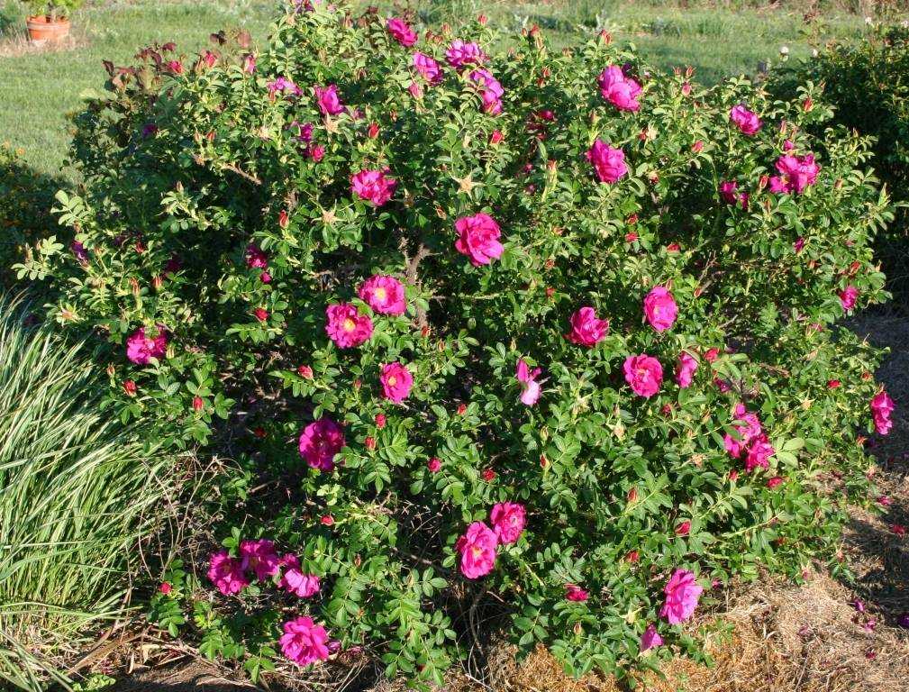 Роза ругоза (фото и описание характеристик сортов и гибридов)