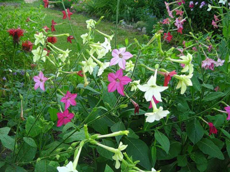 Душистый табак. фото цветов на клумбе, когда сажать, выращивание, посадка и уход