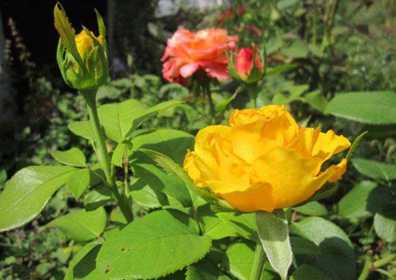 Роза керио (kerio): описание и характеристика чайно-гибридного сорта + правила посадки и ухода, отзывы садоводов