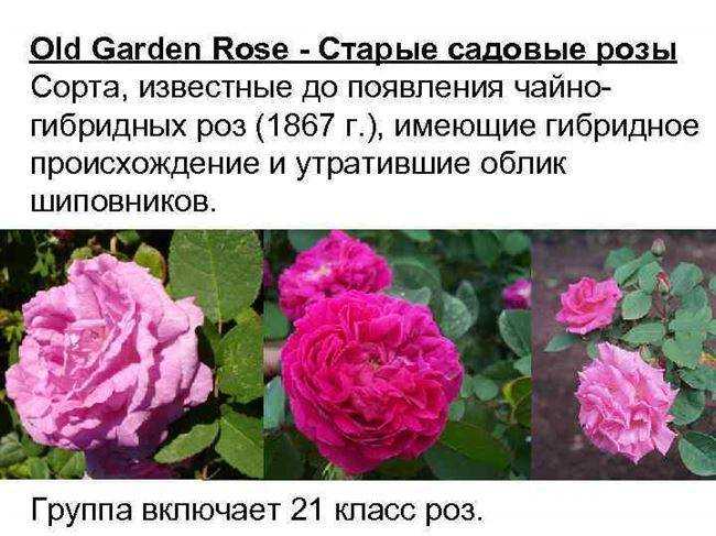 Роза клод брассер (claude brasseur): описание, выращивание, уход и отзывы